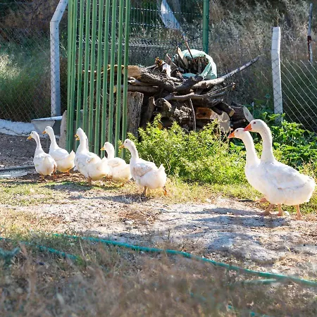 Gaia Kozbeyli Hotel Foca