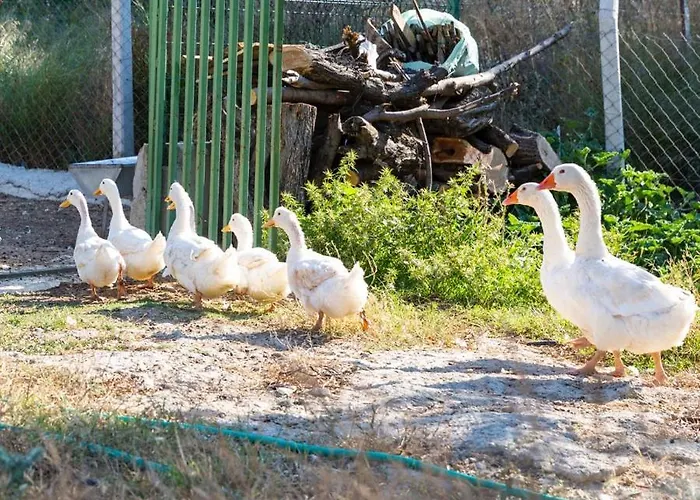 Gaia Kozbeyli Hotel Foça